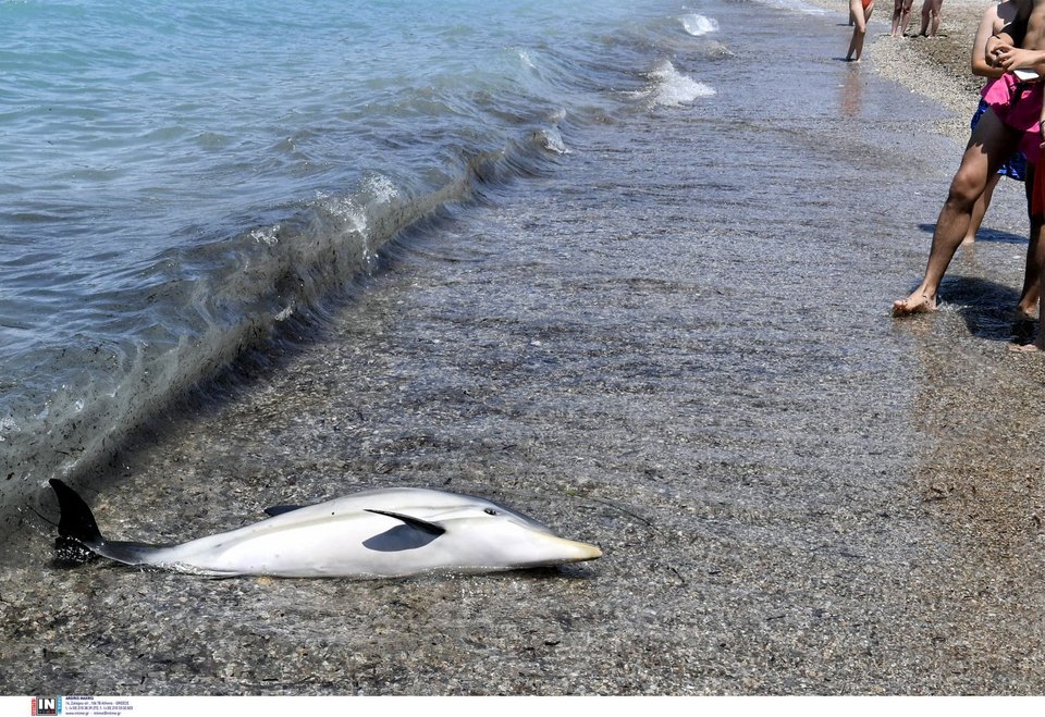 Νεαρό δελφίνι έχασε τον προσανατολισμό και κατέληξε σε παραλία της Κορίνθου / Φωτογραφία: INTIME