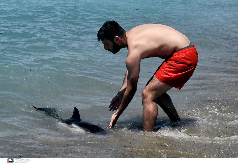 Νεαρό δελφίνι έχασε τον προσανατολισμό και κατέληξε σε παραλία της Κορίνθου / Φωτογραφία: INTIME