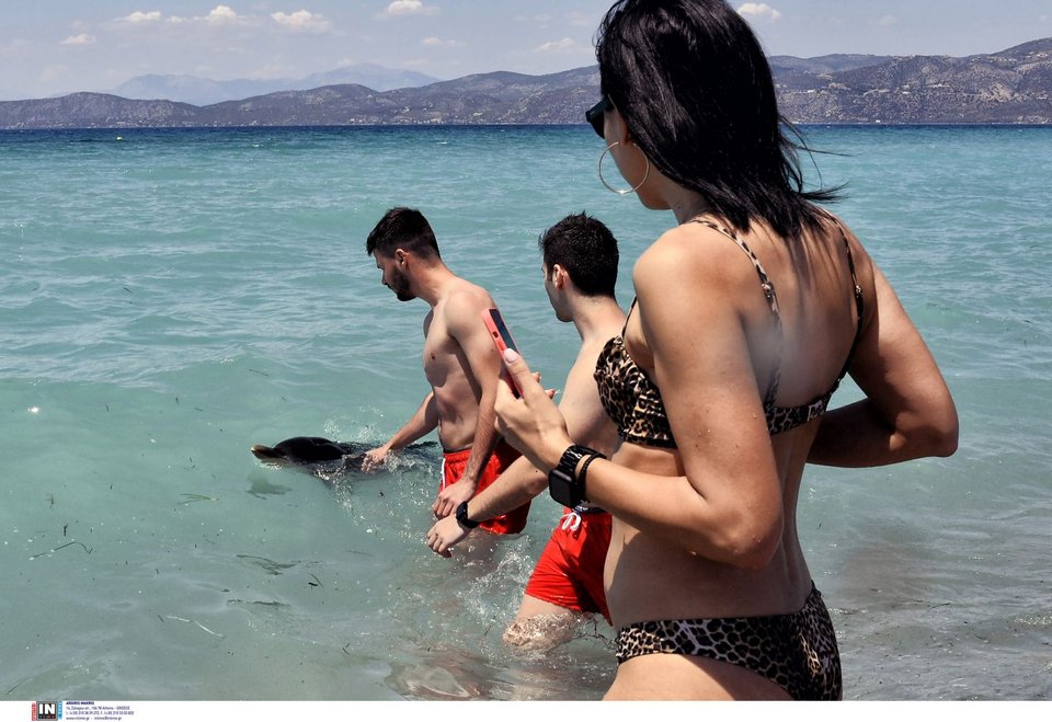 Νεαρό δελφίνι έχασε τον προσανατολισμό και κατέληξε σε παραλία της Κορίνθου / Φωτογραφία: INTIME