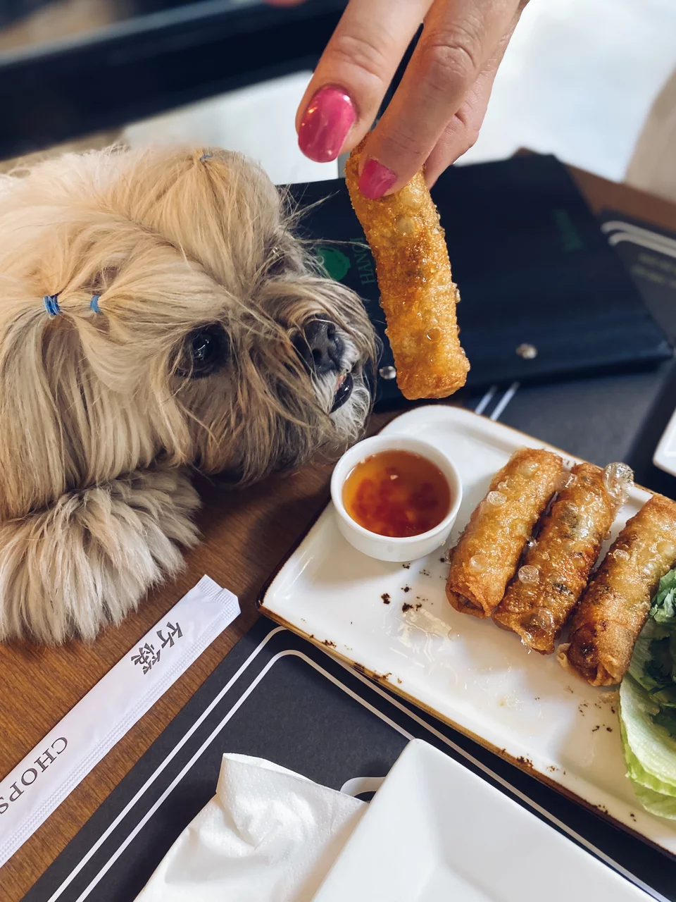 Τα «Vietnamese fried rolls with pork» με χοιρινό μας ξετρέλαναν όλους, ακόμα και τον Hermes / Φωτογραφία: Μάνος Λειβαδάρος/iefimerida
