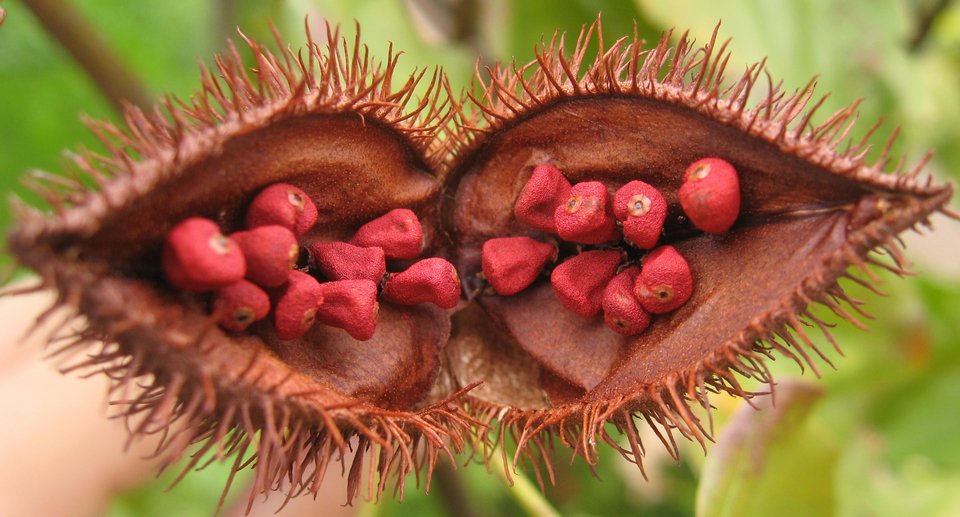 Οι σπόροι annatto που υπάρχουν στο φυτό achiote βάφουν κόκκινο τον μεξικάνικο γύρο Al Pastor.