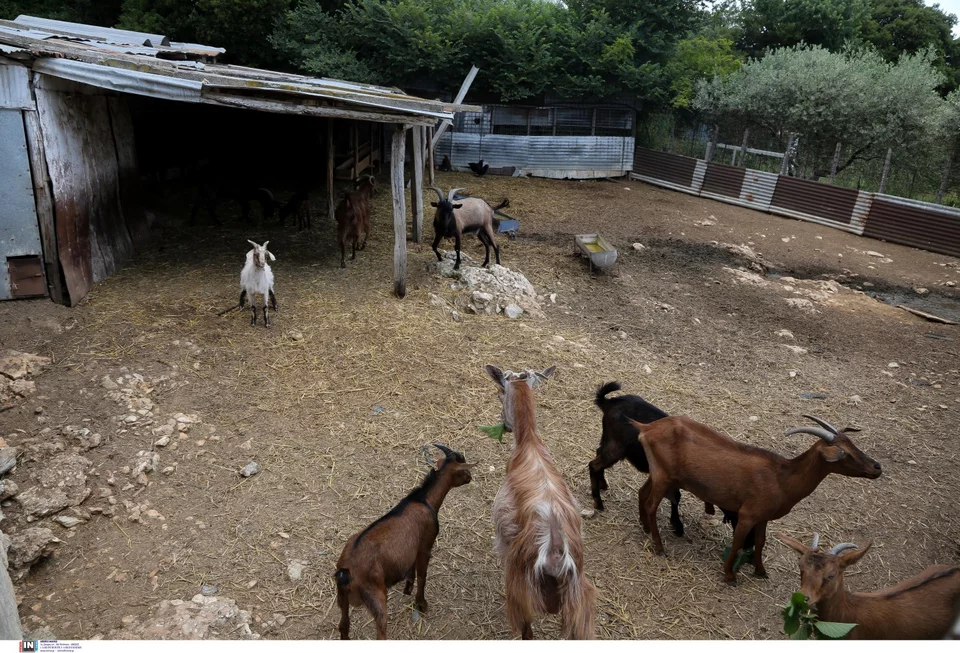 Το σημείο που βρέθηκε νεκρή η 68χρονη κτηνοτρόφος στην Καβάλα