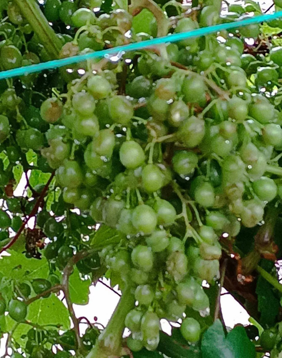 Φωτογραφία: Thessaliatv.gr