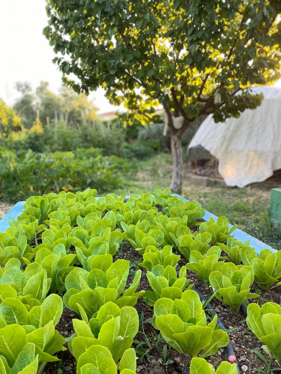 Το παρτέρι με τα μαρούλια. 