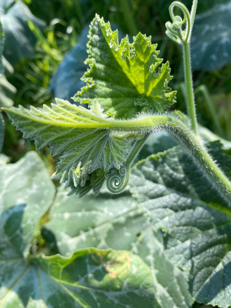 Η κολοκυθιά στο περιβόλι. 