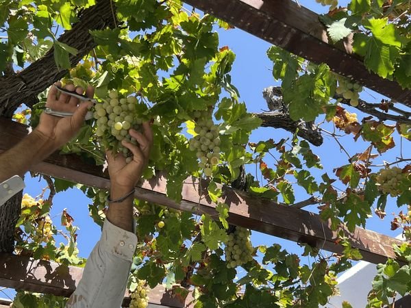 Η ώρα του τρύγου είναι μια αληθινή ιεροτελεστία στο τέλος του καλοκαιριού.