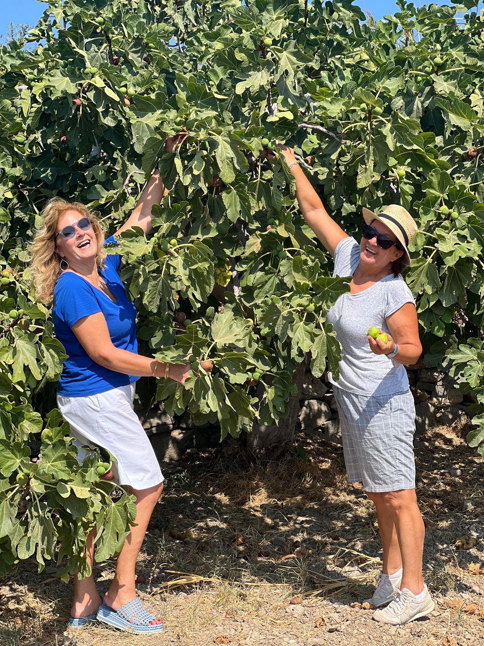 H Νίκη Μηταρέα μαζεύοντας τα αυγουστιάτικα σύκα από τους μπαξέδες των αγαπημένων φίλων της. 