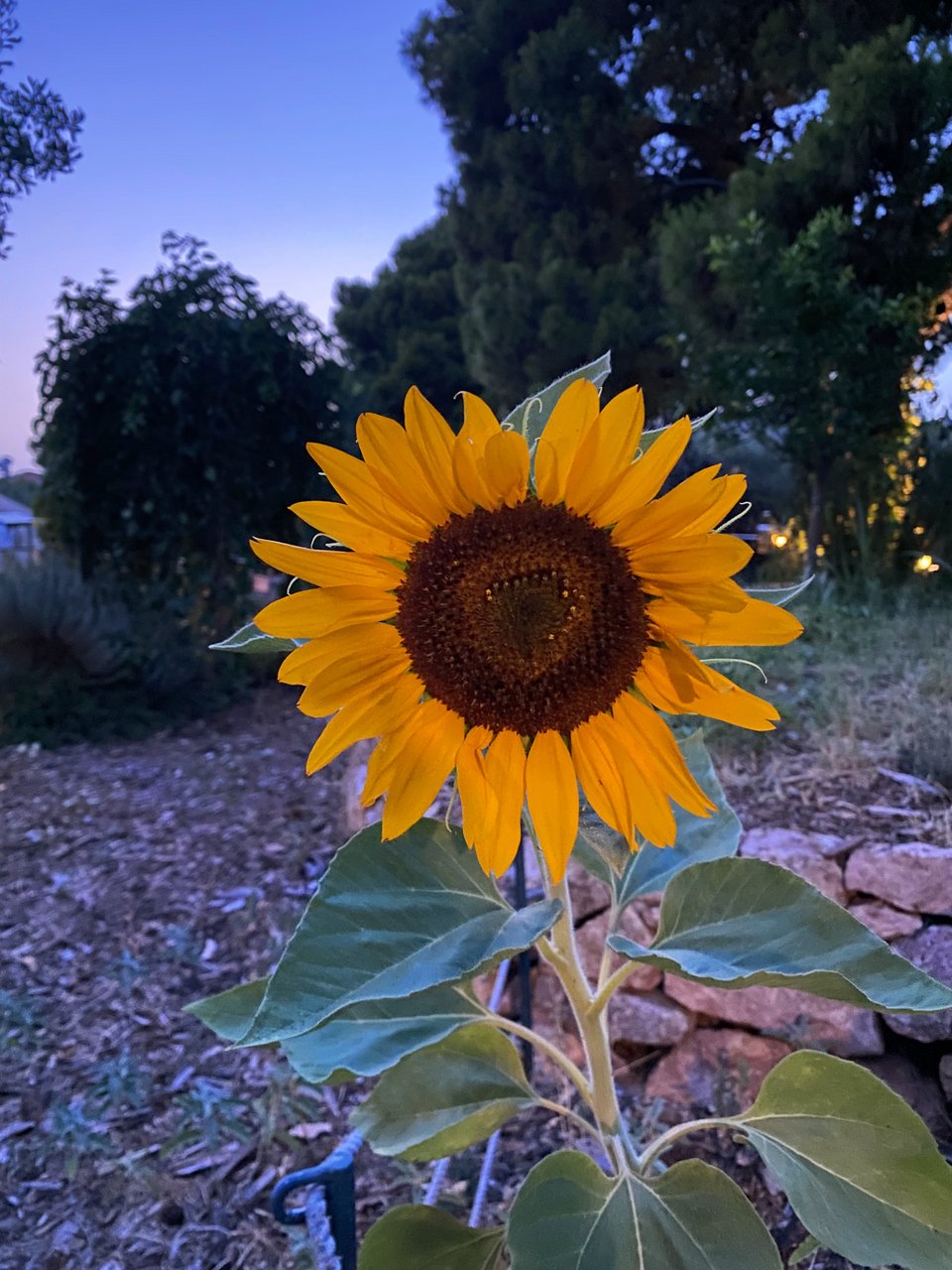Ένας ανθισμένος ήλιος. 