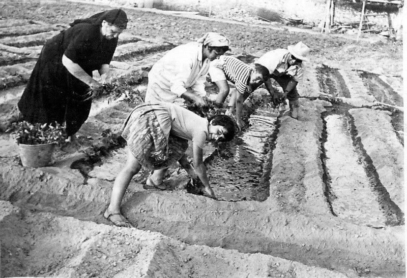 Φύτεμα ντομάτας στη Σκάλα Λακωνίας. Συμμετέχουν μικροί και μεγάλοι / FB-Φωτογραφικό Ιστορικό από τη Σκάλα Λακωνίας