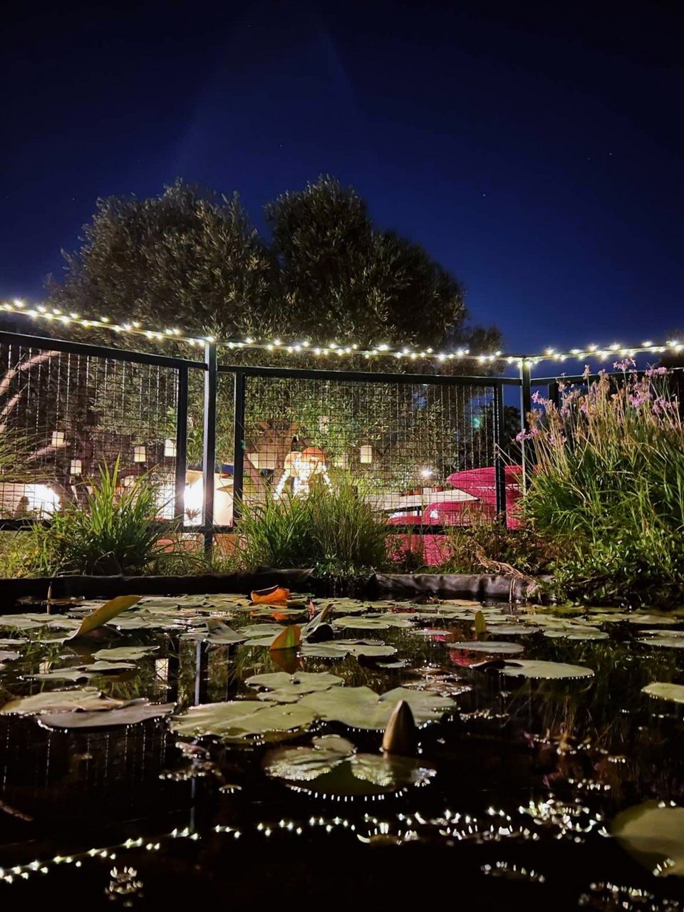 Η τεχνητή λίμνη με τα νούφαρα. 