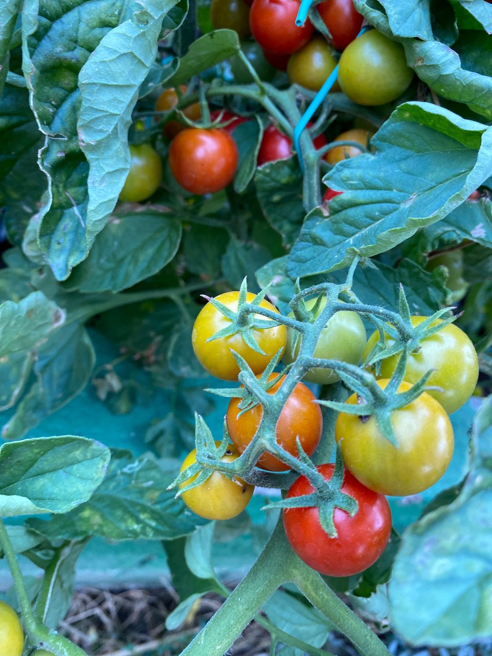 Τα ντοματάκια είναι τώρα στην εποχή τους, άρα πρωταγωνιστούν στις καλοκαιρινές σαλάτες του Περιβολιού στη Βάρη.