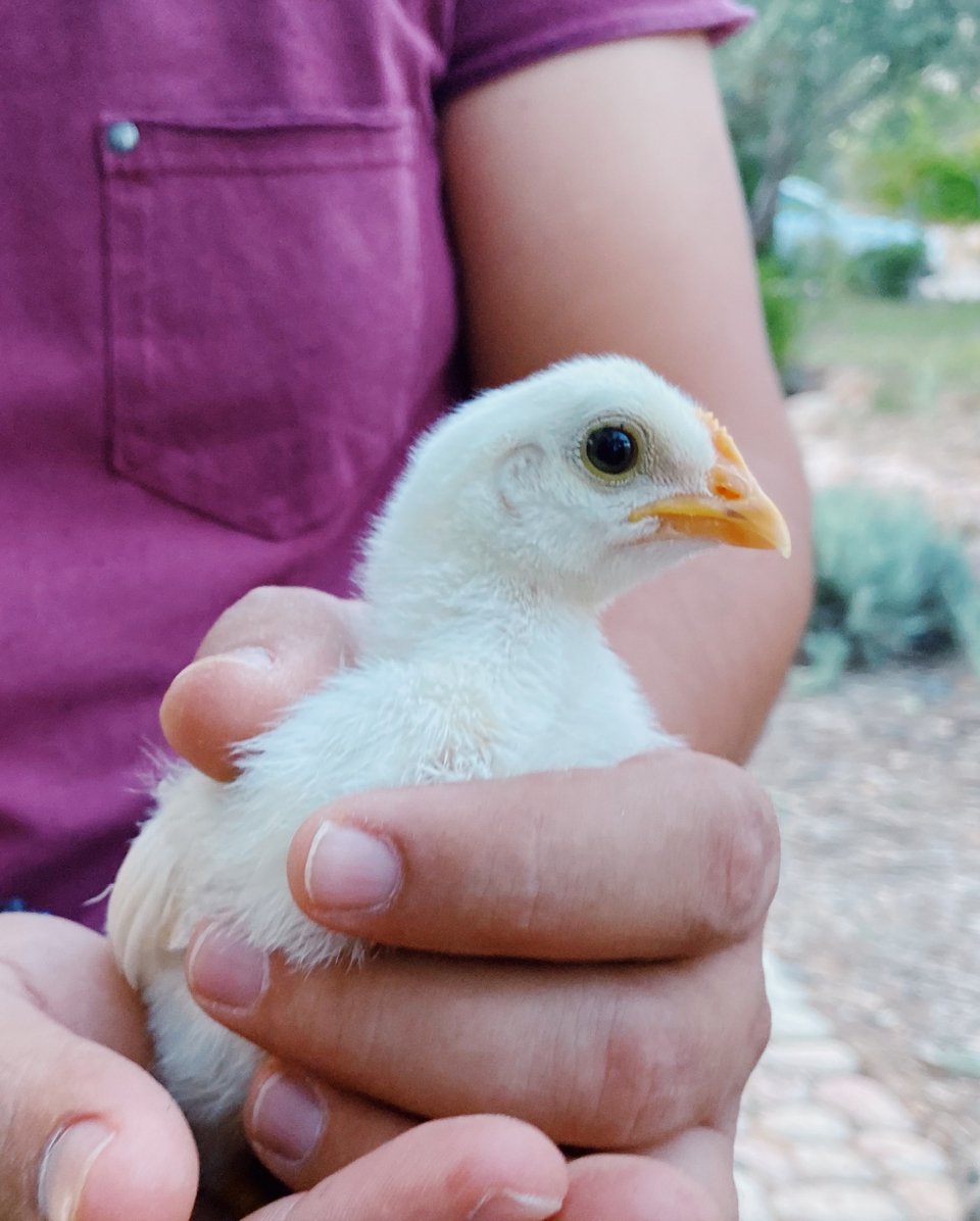 Ένα από τα μικρά κοκοράκια που γεννήθηκαν μέσα στον Ιούλιο εδώ. 
