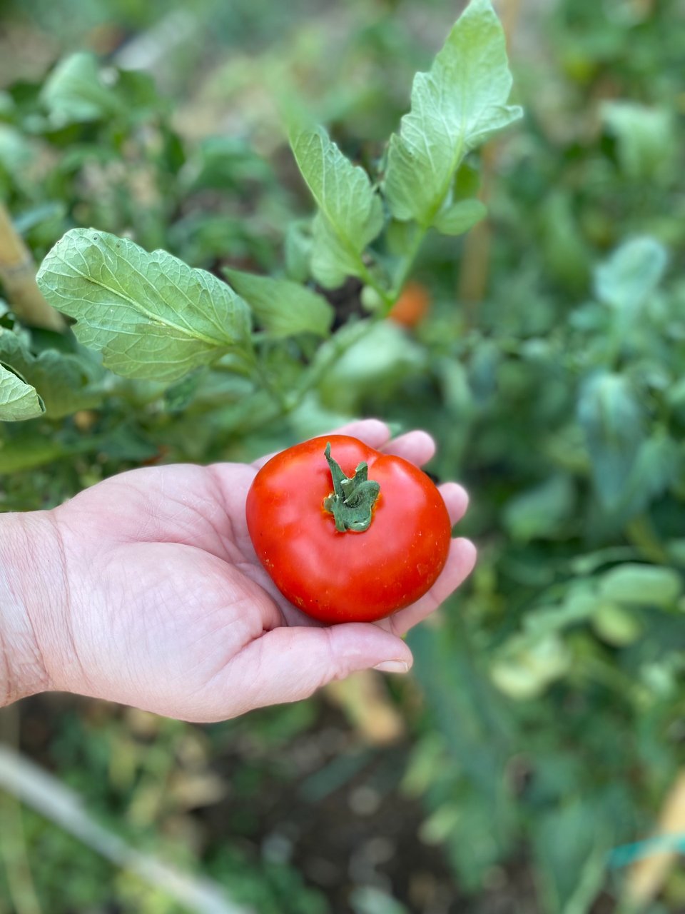 Η ντομάτα φρεσκοκομμένη μυρίζει χωριό, Ελλάδα, Μεσόγειο. 
