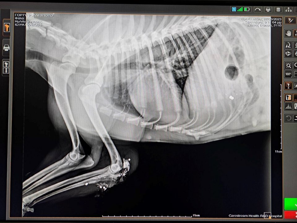 Φωτογραφία: cretapost.gr