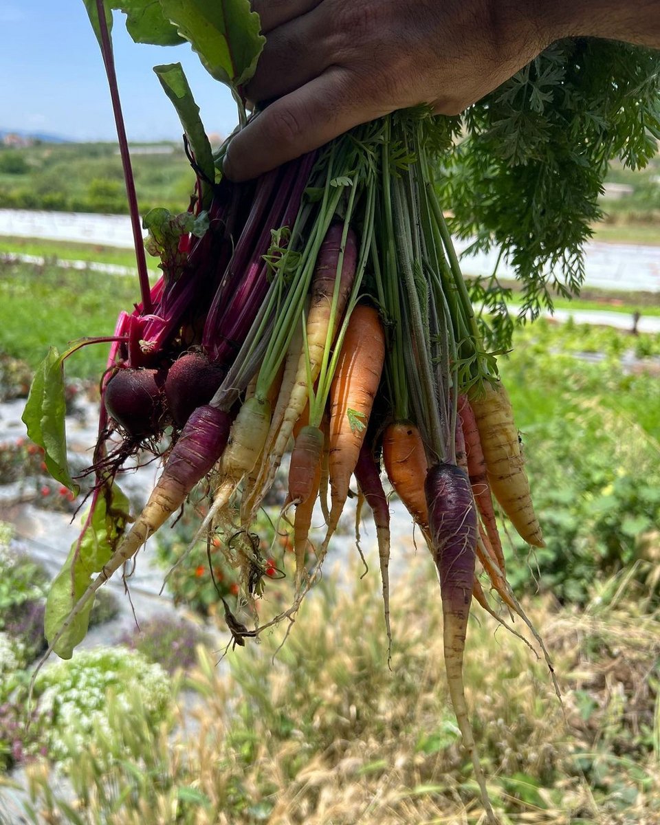 Λαχανικά που θα καταλήξουν στην κουζίνα του εστιατορίου Άκρα στο Παγκράτι / Φωτογραφία: akra_ath/Instagram