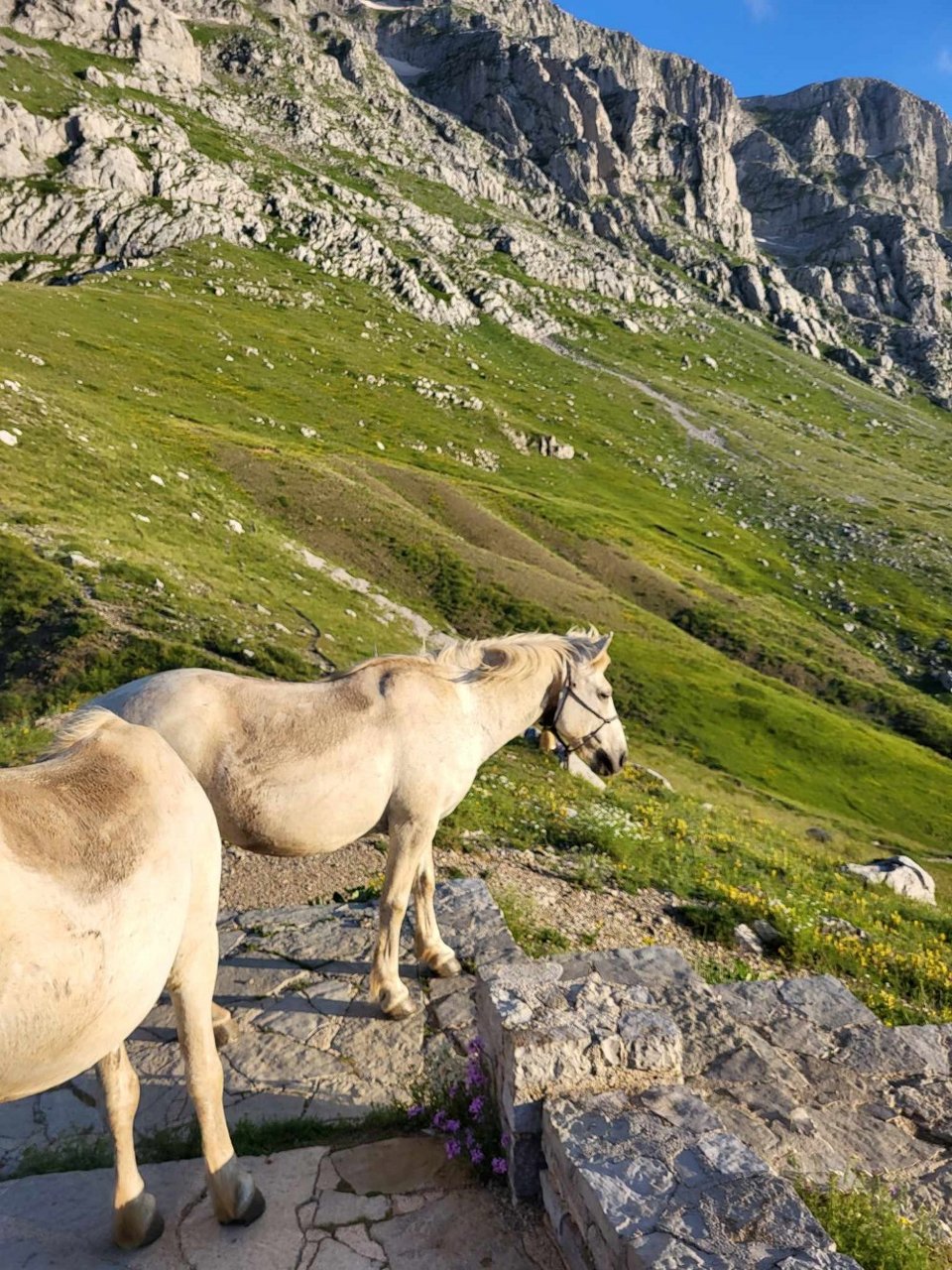 Τα άλογα έξω από το καταφύγιο / Φωτογραφία: iefimerida.gr