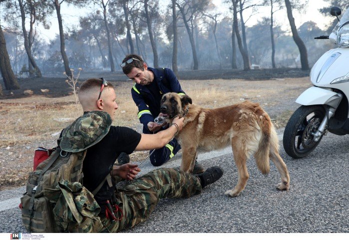 Φωτογραφία: Intimenews/ΛΙΑΚΟΣ ΓΙΑΝΝΗΣ