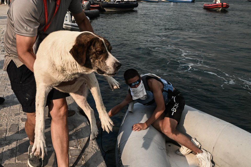 Εντρομα τα σκυλιά μετά τις εκρήξεις και τις φωτιές στη Νέα Αγχίαλο