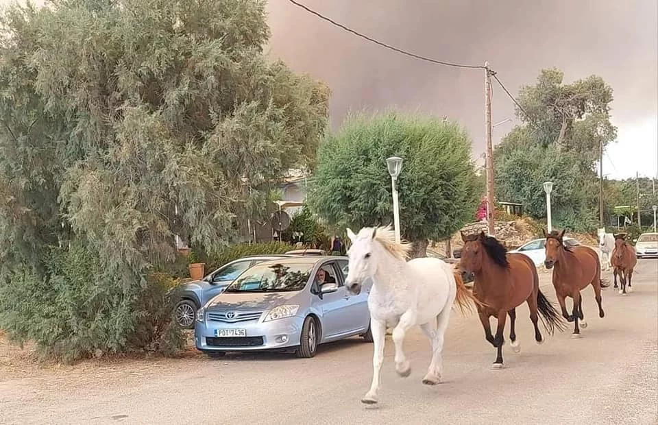 Άλογα τρέχουν να γλιτώσουν από τη φωτιά στη Ρόδο