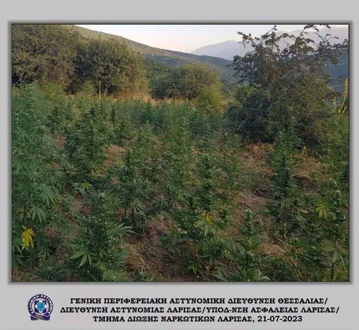 Οι φυτείες με τα χιλιάδες δενδρύλλια που εντόπισαν οι Αρχές στον Τύρναβο