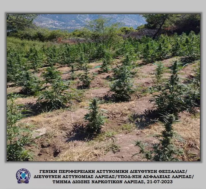 Οι φυτείες με τα χιλιάδες δενδρύλλια που εντόπισαν οι Αρχές στον Τύρναβο