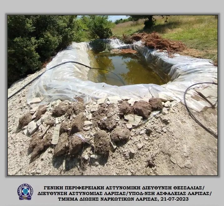 Οι φυτείες με τα χιλιάδες δενδρύλλια που εντόπισαν οι Αρχές στον Τύρναβο