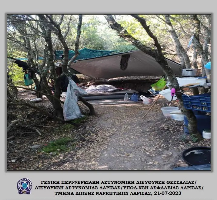 Οι φυτείες με τα χιλιάδες δενδρύλλια που εντόπισαν οι Αρχές στον Τύρναβο