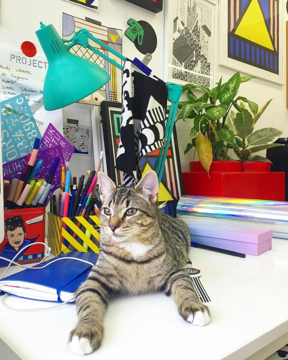 Η γάτα της Camille Walala πάνω στο γραφείο της / Φωτογραφία: camillewalala/Instagram
