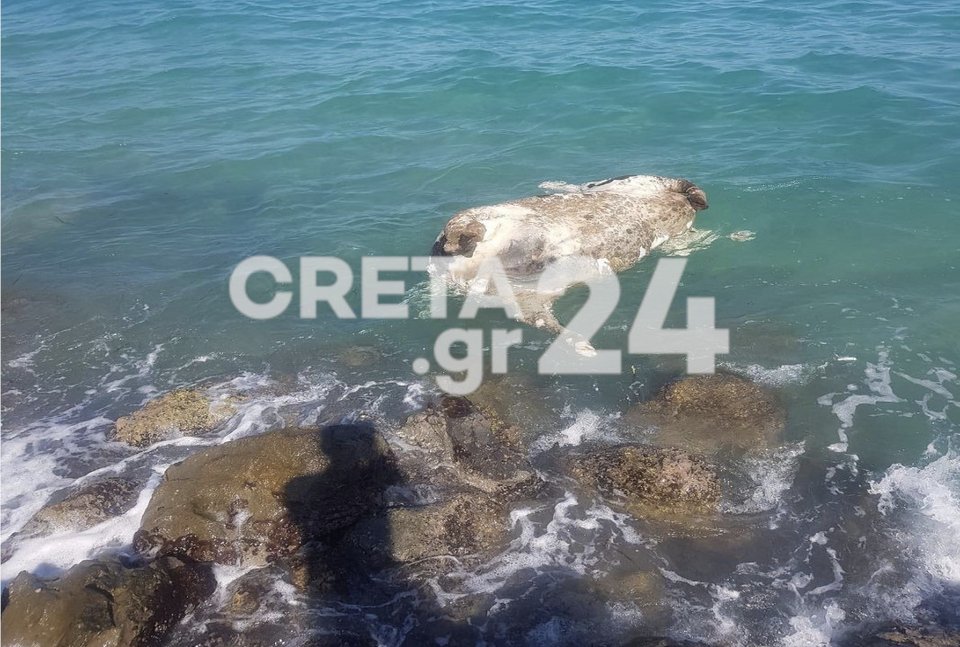  Νεκρή αγελάδα μέσα στη θάλασσα /creta24gr