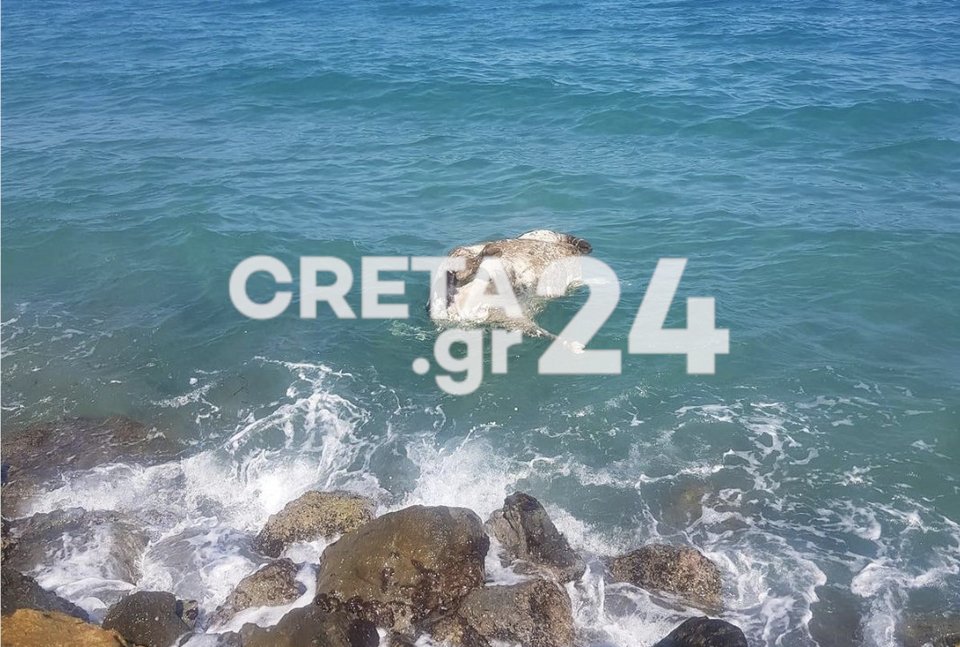   Νεκρή αγελάδα μέσα στη θάλασσα /creta24gr 