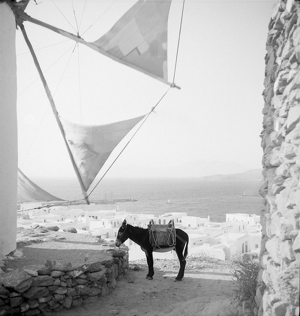 γαιδαρος