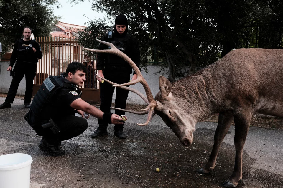 Αστυνομικός προσπαθεί να ταΐσει ελάφι στο Μενίδι