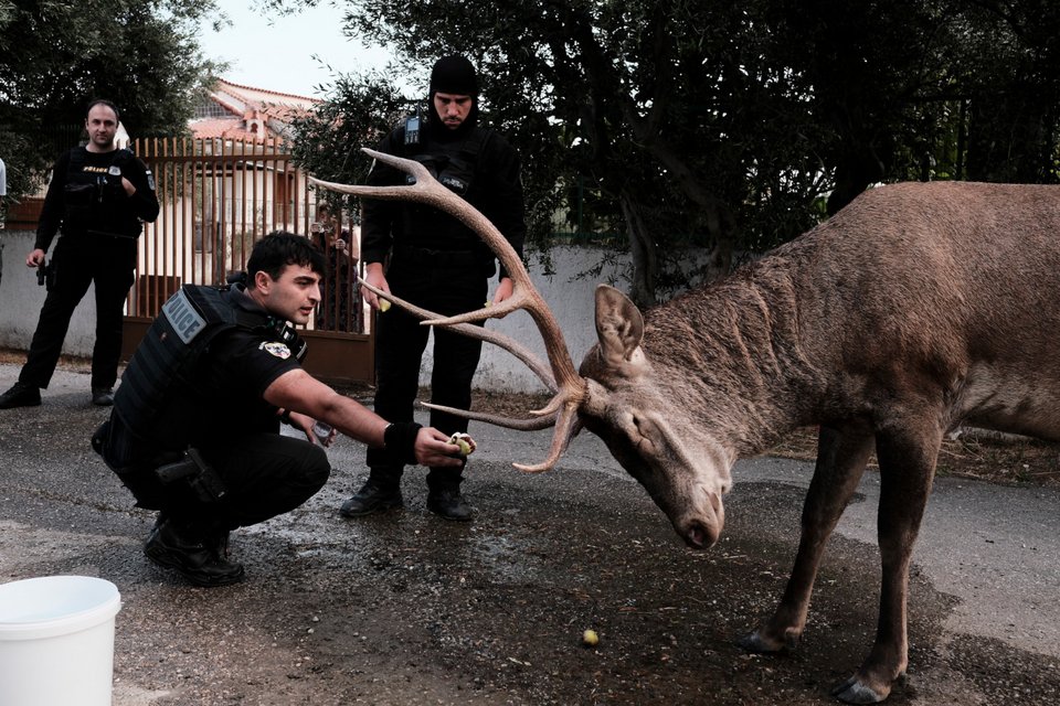 Αστυνομικός προσπαθεί να ταΐσει ελάφι στο Μενίδι