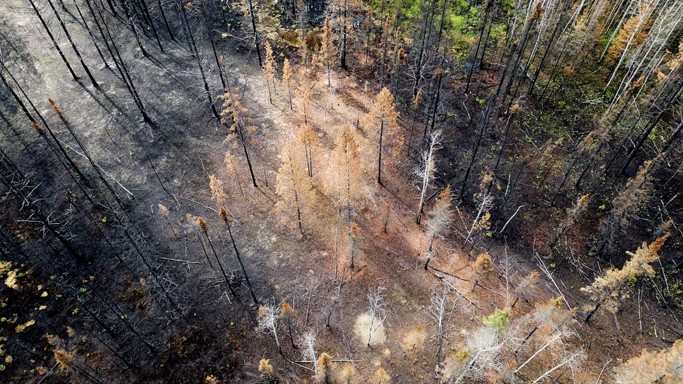 Καμμένα δέντρα από τη φωτιά στον Καναδά