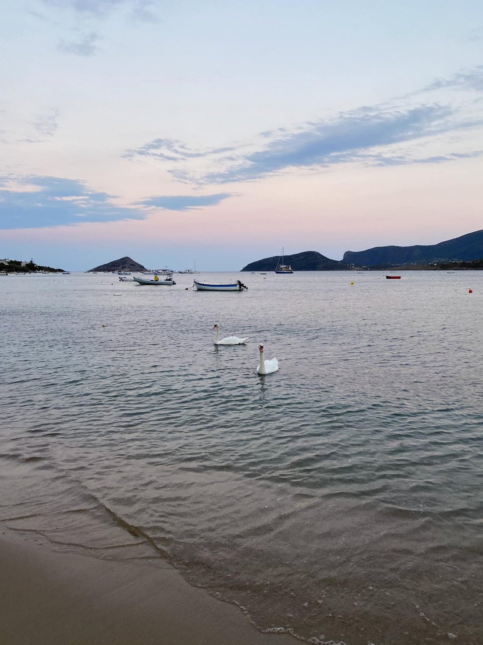 Οι κύκνοι κολυμπούν μπροστά από το τραπέζι σας στον κόλπο της Γρέγου / Φωτογραφία: Μάνος Λειβαδάρος/iefimerida
