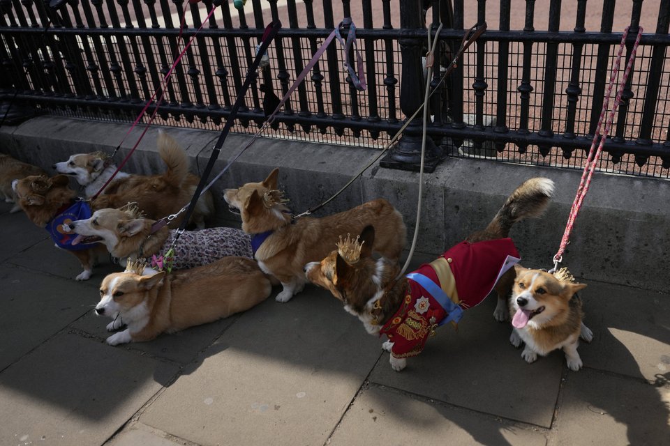 Corgi τίμησαν την βασίλισσα Ελισάβετ έξω από το Παλάτι του Μπάκιγχαμ