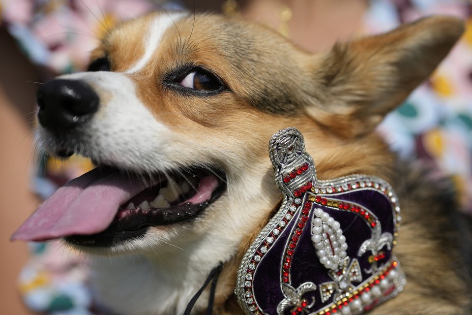 Corgi κάνουν παρέλαση έξω από το Παλάτι του Μπάκιγχαμ
