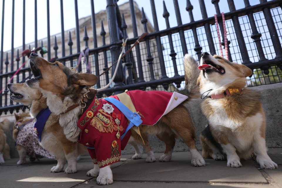 Corgi έξω από το Παλάτι του Μπάκιγχαμ