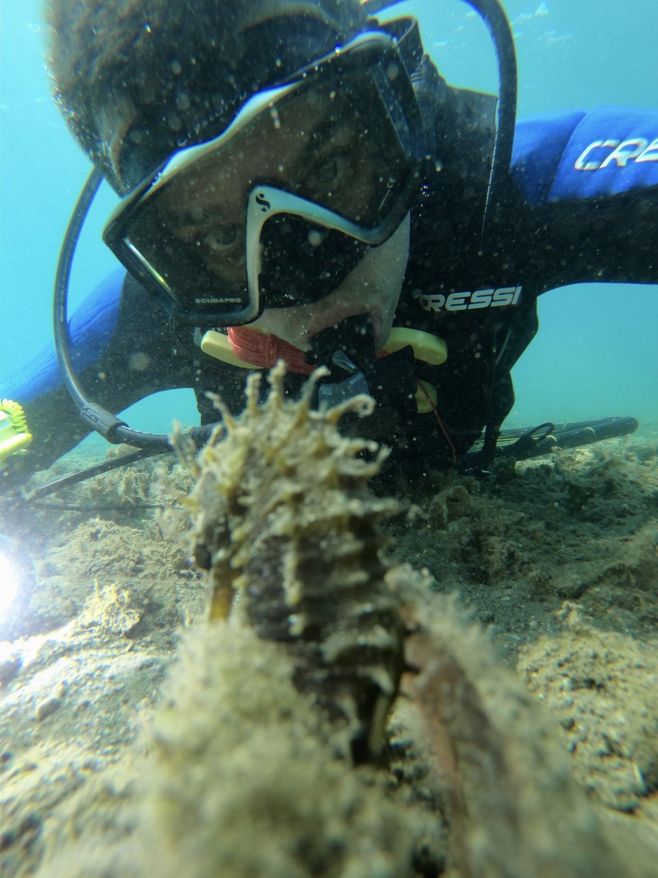 Ο Δημήτρης Πάφρας συναντά έναν ιππόκαμπο στο φυσικό του περιβάλλον 