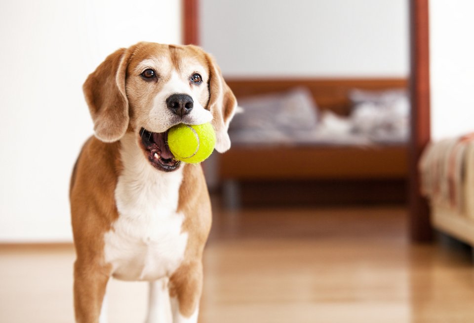 Beagle σκύλος με μπάλα του τένις θέλει να παίξει