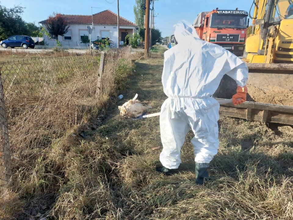 Συνεχίζεται η αποκομιδή και ταφή νεκρών ζώων που προκάλεσε η κακοκαιρία Daniel