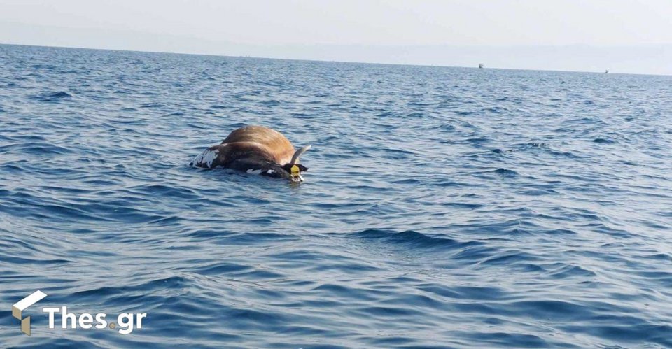 Νεκρή αγελάδα στον Θερμαϊκό κόλπο
