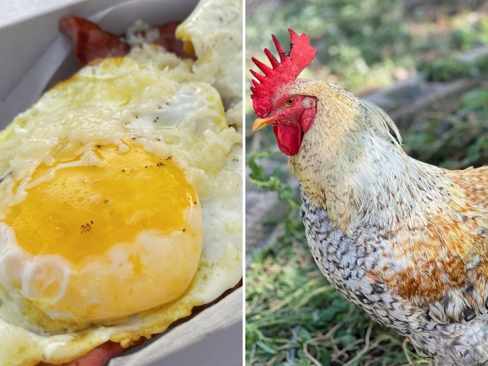 Το Adam's στη Βάρη φημίζεται για το brunch με τα νόστιμα αυγά του, από τις κότες ελευθέρας βοσκής που έχει στο κοτέτσι του / Φωτογραφίες: adams_tasteofheaven/Instagram