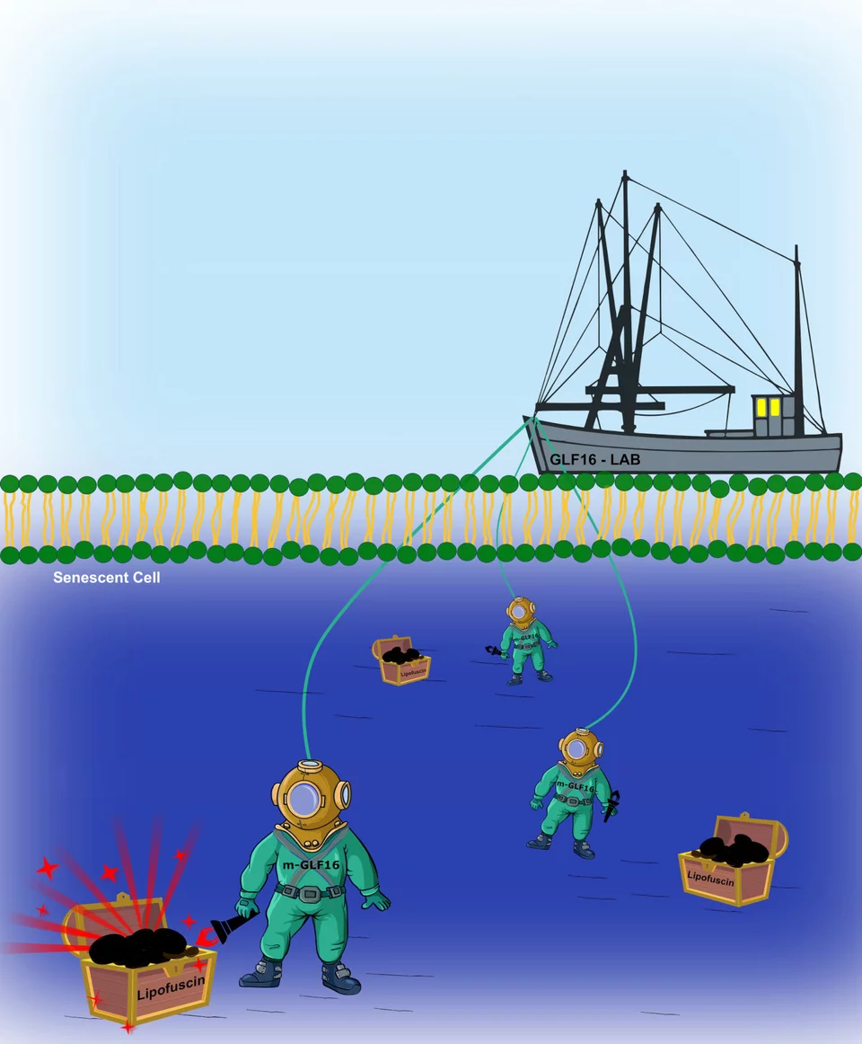 Το καράβι-εργαστήριο GLF16-LAB ταξιδεύει στην κυκλοφορία του αίματος φορτωμένο με δύτες. Οι δύτες φορούν το ειδικό σκάφανδρο (που ονομάζεται μυκήλλιο-νανομεταφορέας) για να εισέλθουν στα κύτταρα και κρατούν έναν πυρσό που φέρει το αντιδραστήριο GLF16. Αν τα κύτταρα είναι φυσιολογικά, οι δύτες δεν βρίσκουν τίποτα και ξαναβγαίνουν. Όμως, εάν τα κύτταρα είναι γηρασμένα, τότε είναι πλούσια στην ουσία λιποφουσκίνη. Το GLF16 έχει σχεδιαστεί ώστε να προσκολλάται στη λιποφουσκίνη και φωτίζει το γηρασμένο κύτταρο, προκειμένου οι ερευνητές να το εντοπίσουν