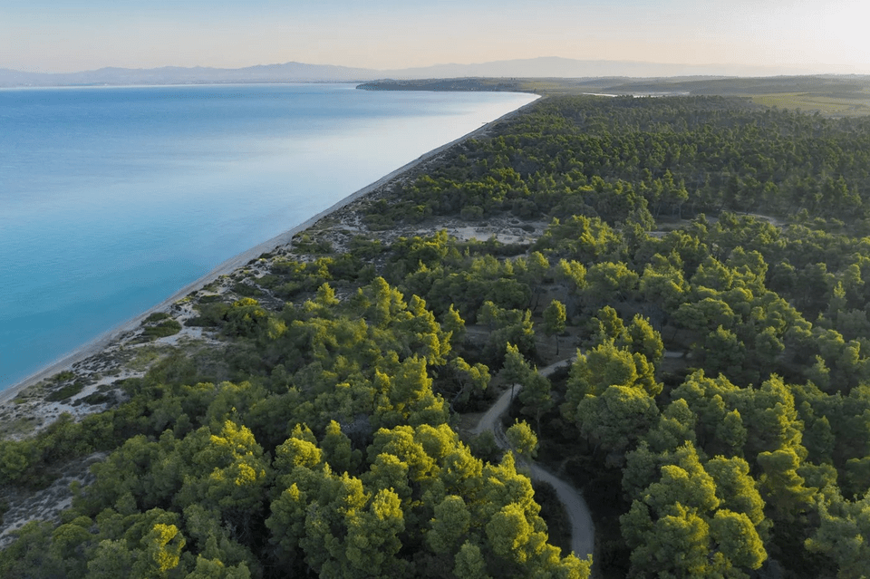 Το πευκοδάσος της Σάνης στην Χαλκιδική, όπου πραγματοποιούνται πολλές δράσεις οικοτουρισμού για τους επισκέπτες.
