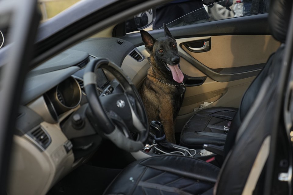 Ένας σκύλος του οποίου οι ιδιοκτήτες σκοτώθηκαν από Παλαιστίνιους μαχητές κάθεται στο αυτοκίνητο κοντά στο Σντερότ του Ισραήλ/ Φωτογραφία AP. 