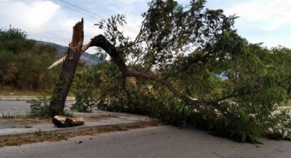 Δέντρο που ξεριζώθηκε στην Πάτρα