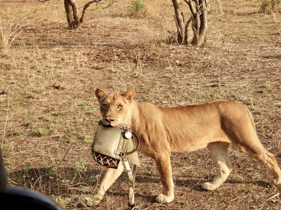Το λιοντάρι με το «θήραμά» του 