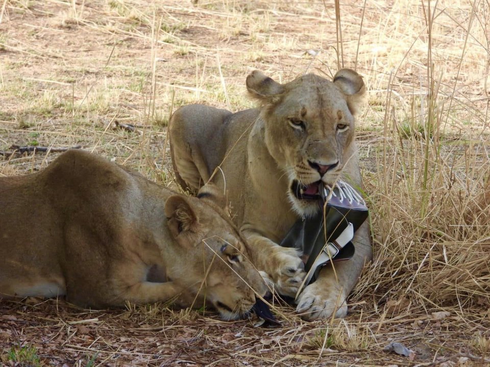 Δύο λιοντάρια «παίζουν» με την επώνυμη τσάντα
