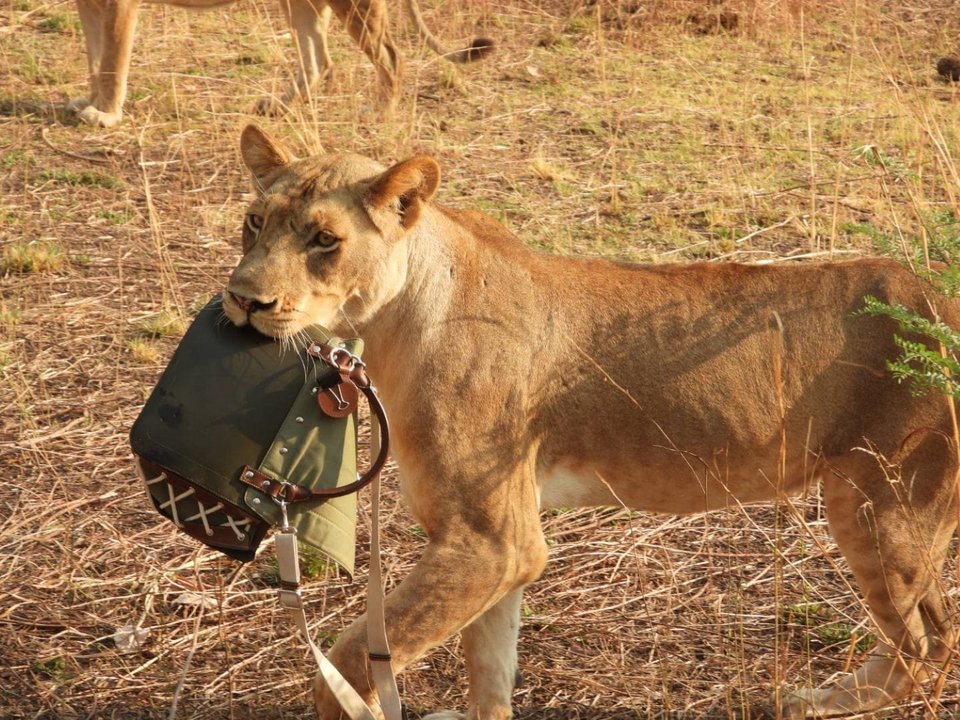 Λέαινα με το απόκτημά της